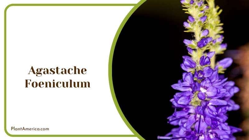 The Aromatic Agastache Foeniculum Plant America