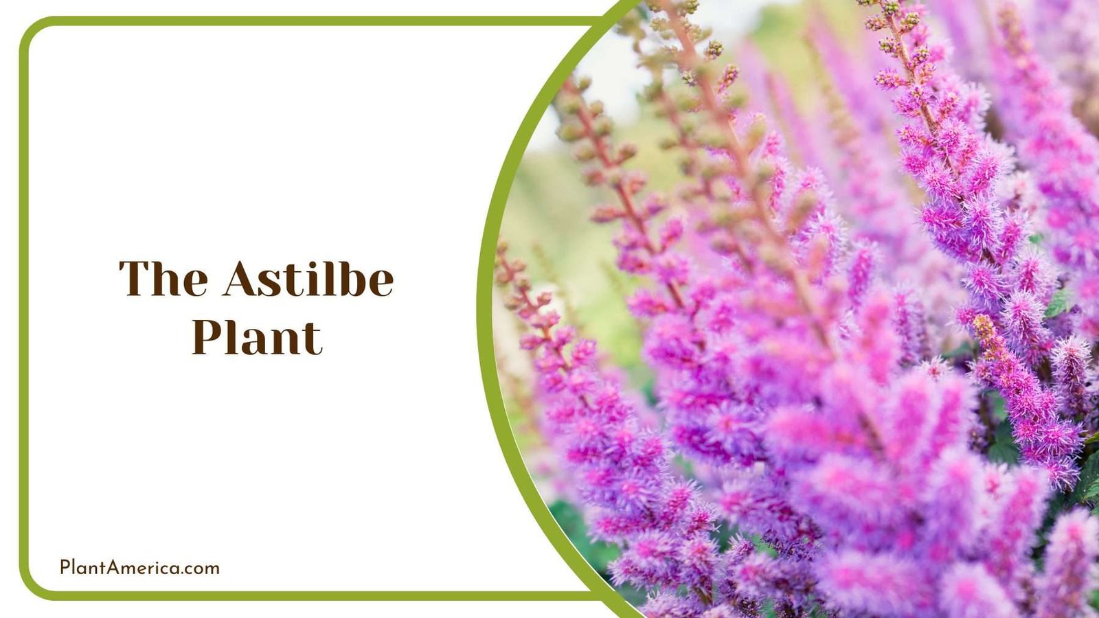 The Astilbe Plant Plant America