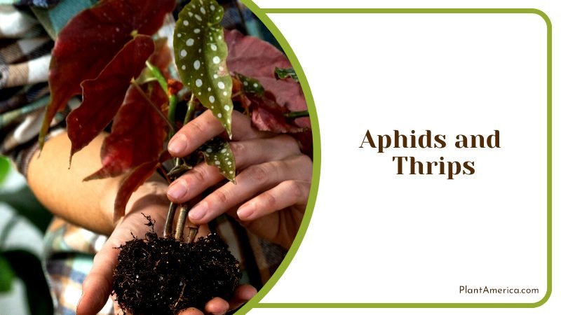 The Beauty Begonia Maculata ~ PlantAmerica