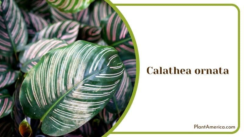 The Beauty of Calathea ornata Plant America