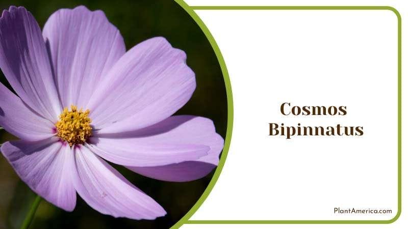 The Beauty of Cosmos Bipinnatus Plant America The Beauty of Cosmos Bipinnatus Plant America