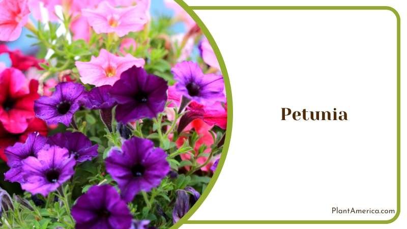 The Beauty of Petunia on a Window Plant America
