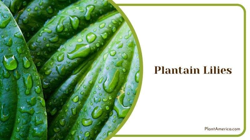 The Beauty of Plantain Lilies Plant America