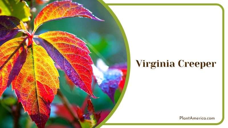 The Beauty of Virginia Creeper PlantAmerica