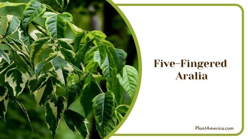 The Beauty of the Five Fingered Aralia Plant America