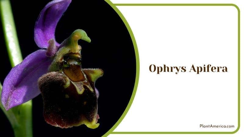 The Bee Orchid Ophrys Apifera Plant America