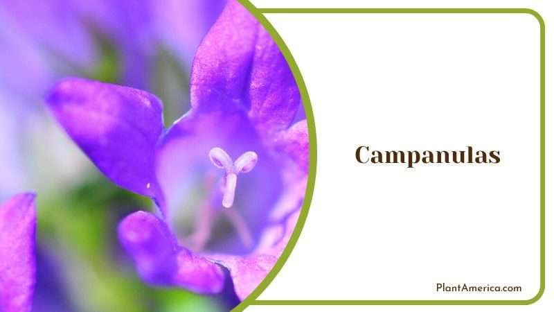The Bell Shaped Beauty of the Garden Plant America The Bell Shaped Beauty of the Garden Plant America