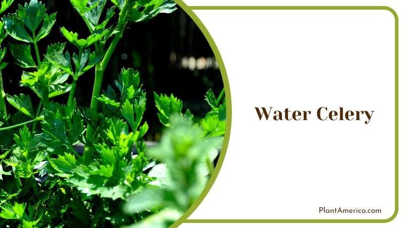 The Benefits of Water Celery Plant America