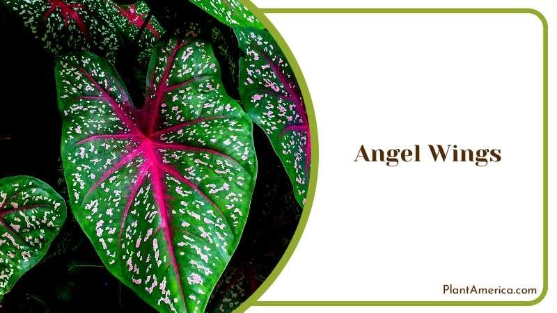 The Best Companion Plants Plant America The Best Companion Plants Plant America