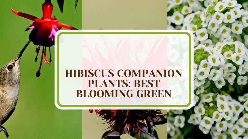 The Best Companion Plants for a Vibrant Hibiscus Garden Plant America 6 Hibiscus Companion Plants: Best Blooming Green