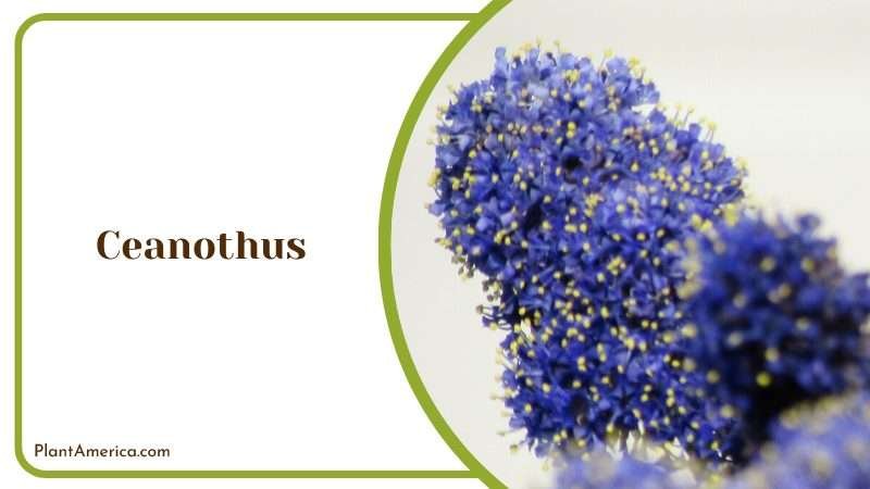 The California Lilac and its Blue Bliss Plant America The California Lilac and its Blue Bliss Plant America