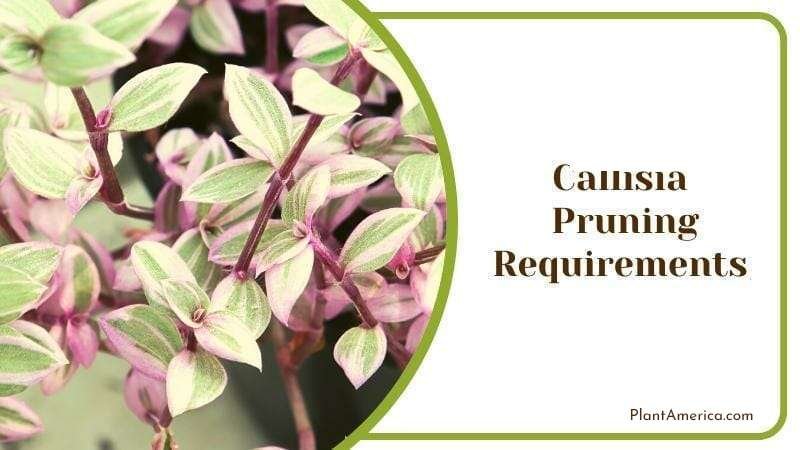 The Callisia repens Bianca variegata Pruning Requirements Plant America The Callisia repens Bianca variegata Pruning Requirements Plant America