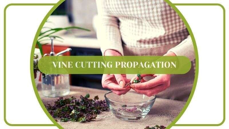 The Callisia repens Bianca variegata Vine Cutting Propagation Plant America The Callisia repens Bianca variegata Vine Cutting Propagation Plant America