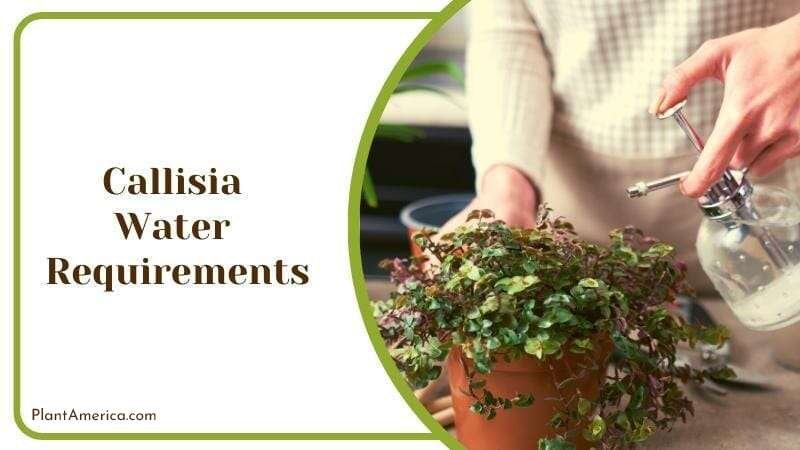 The Callisia repens Bianca variegata Water Requirements Plant America