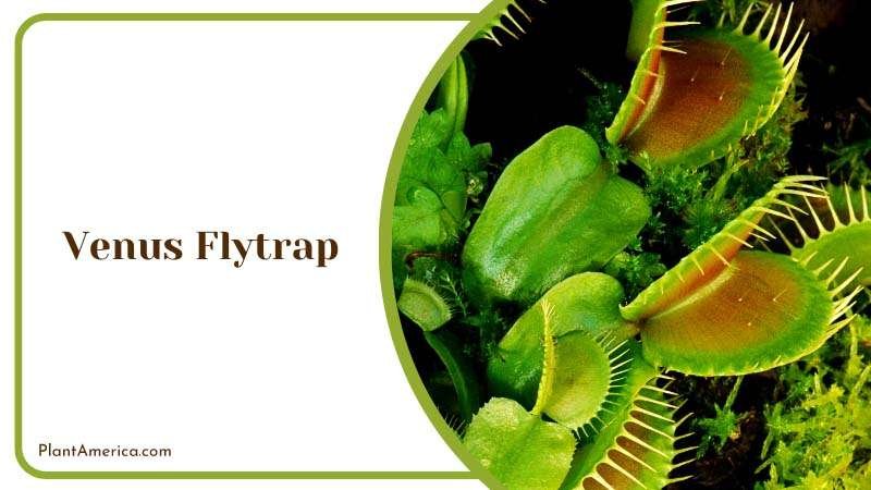 The Carnivorous Venus Flytrap Plant America The Carnivorous Venus Flytrap Plant America
