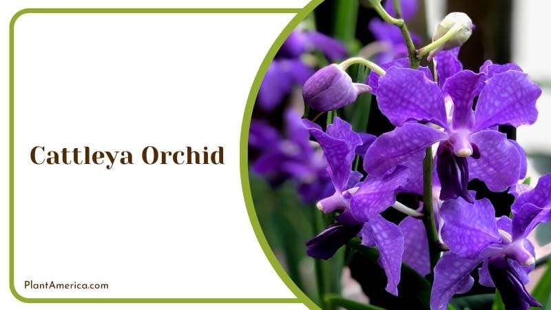 The Cattleya Orchid Fragrant Flowers Plant America The Cattleya Orchid Fragrant Flowers Plant America