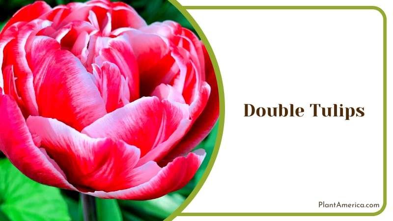 The Charm of Double Tulips Plant America