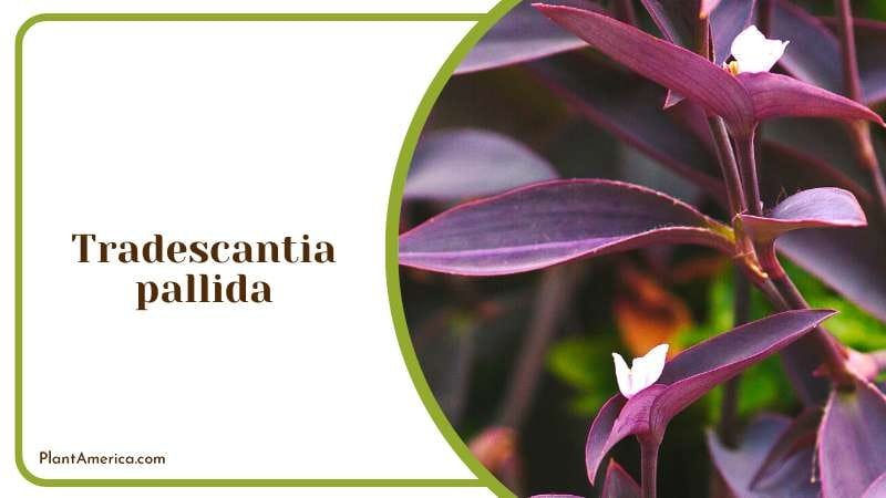 The Charm of Tradescantia pallida Plant America