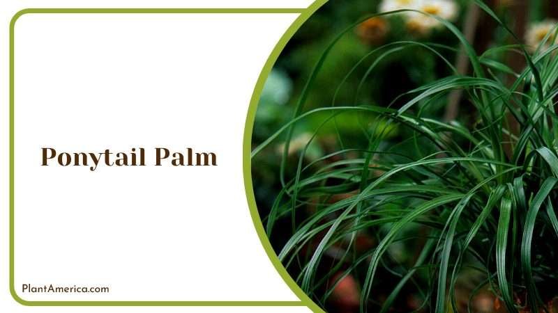 The Classic Beauty of Ponytail Palm Plant America