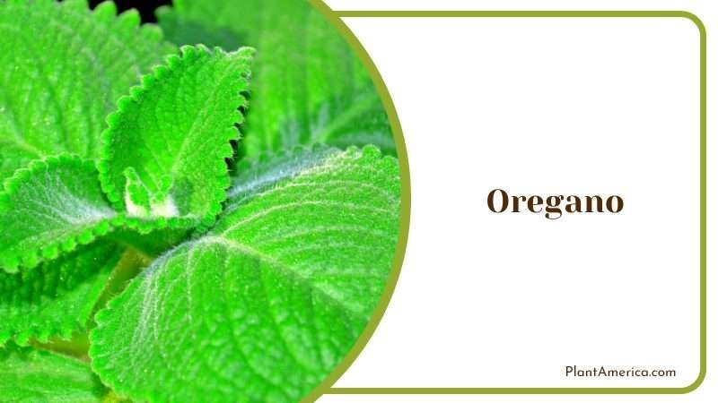 The Classic Mediterranean Herb PlantAmerica The Classic Mediterranean Herb PlantAmerica