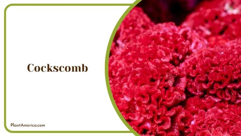 The Cockscomb Plant Plant America The Cockscomb Plant Plant America