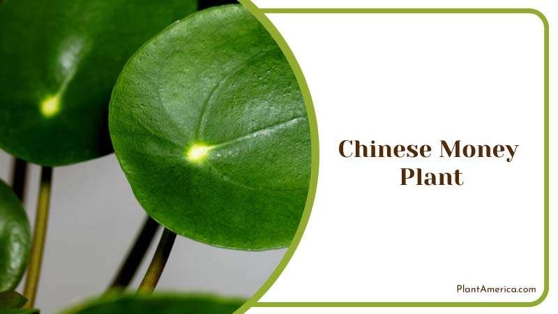 The Coin of Good Fortune Plant Plant America