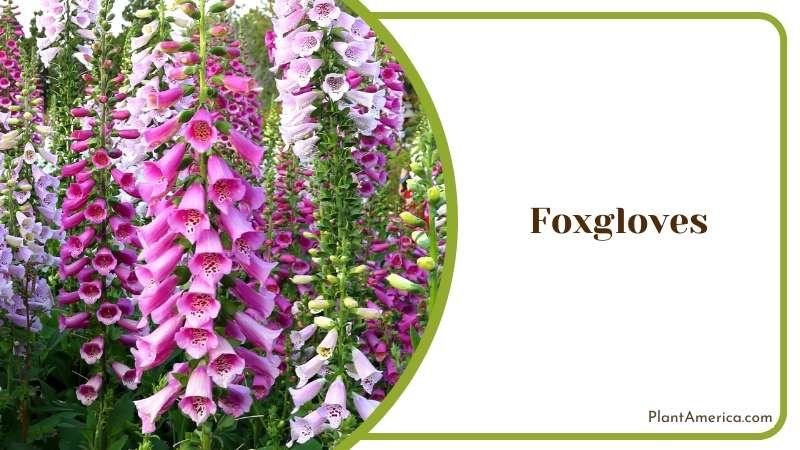 The Colorful Foxgloves Flower in the Garden Plant America