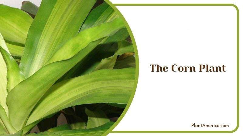 The Corn Plant Plant America