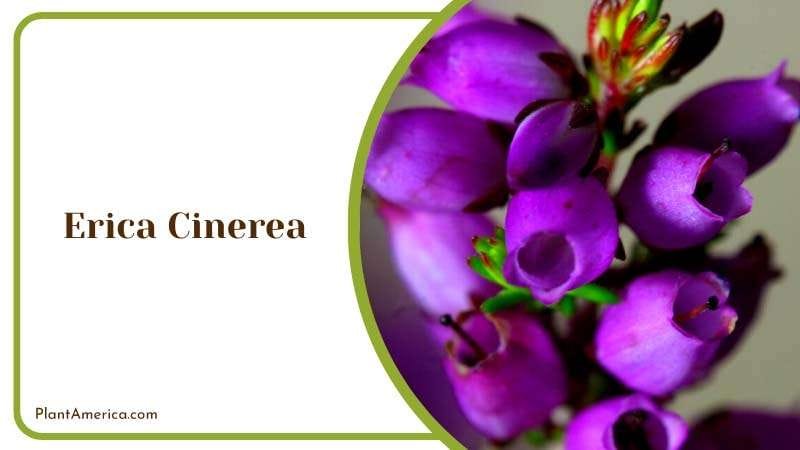 The Dainty Heather of Erica Cinerea Plant America