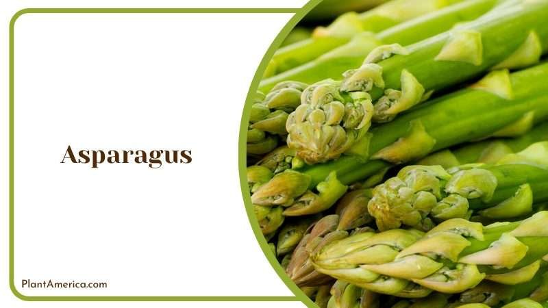 The Delicate Delight of the Vegetable Plant America The Delicate Delight of the Vegetable Plant America