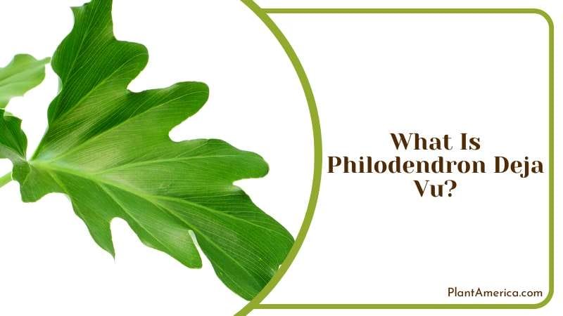 The Distinctive Philodendron Plant America