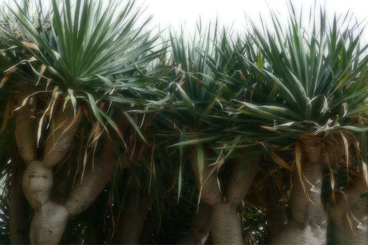 The Dragon Tree Plant America The Dragon Tree Plant America