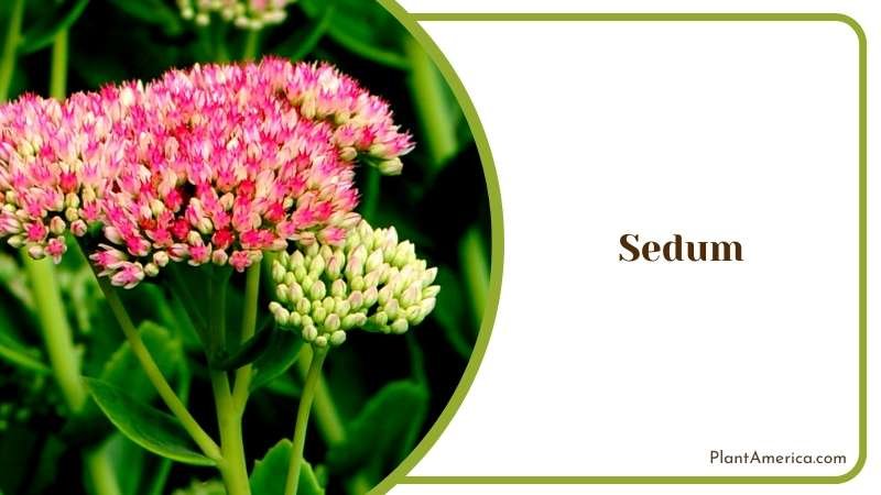The Drought Tolerant Sedum Plant America