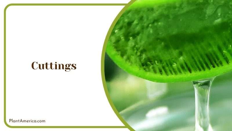 The Durable Aloe Juvenna Plant Plant America