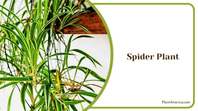 The Easy to Grow Houseplant Plant America