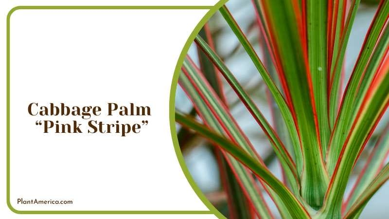 The Elegance of Cabbage Palm Plant America