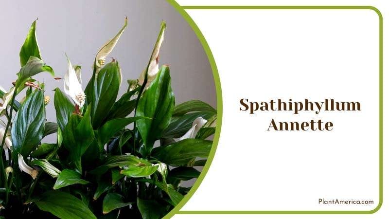 The Elegance of Spathiphyllum Annette PlantAmerica