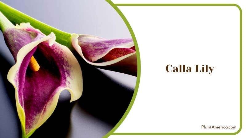The Elegant Beauty of Calla Lily Plant America