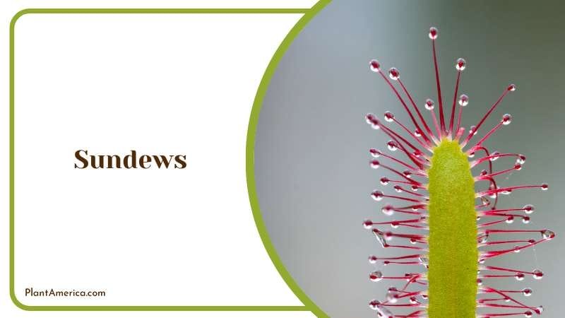 The Elegant Carnivorous Plant Plant America The Elegant Carnivorous Plant Plant America