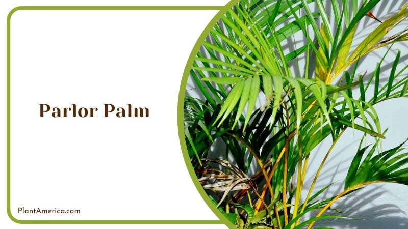 The Elegant Parlor Palm in a Pot Plant America The Elegant Parlor Palm in a Pot Plant America