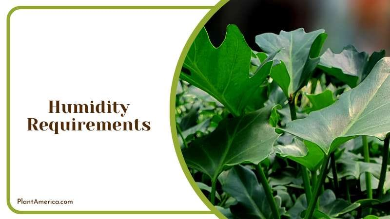 The Elegant Philodendron Deja Vu Plant America