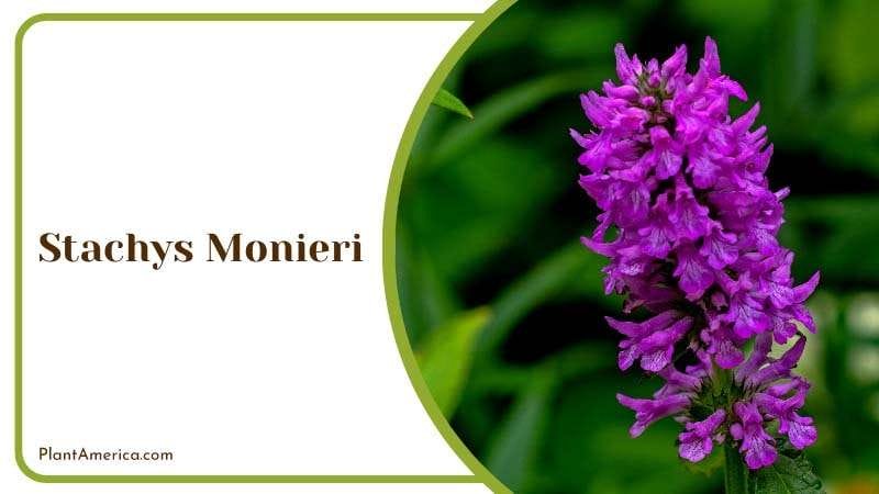 The Elegant Stachys Monieri Plant America The Elegant Stachys Monieri Plant America