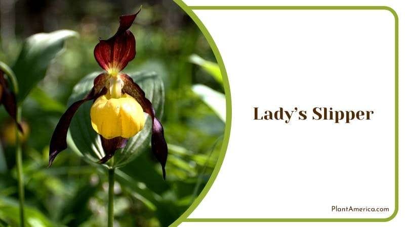 The Enchanted World of Ladys Slipper Plant America The Enchanted World of Ladys Slipper Plant America