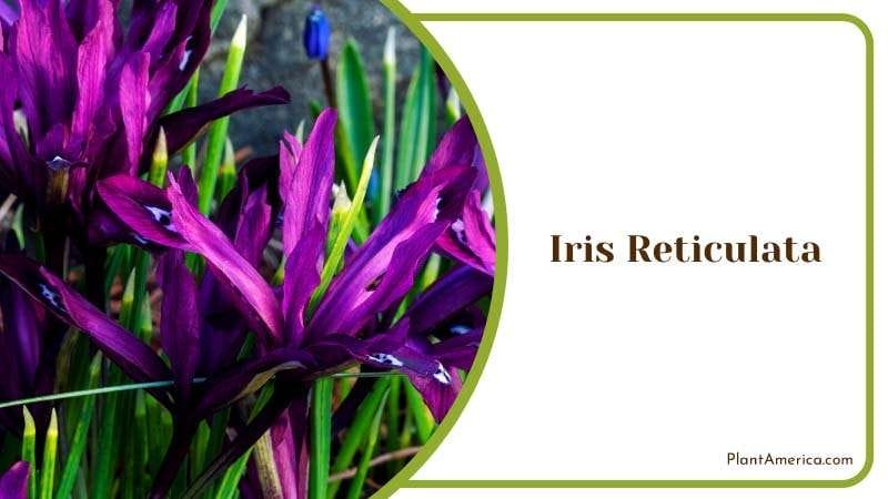 The Enchanting Iris Reticulata Plant America The Enchanting Iris Reticulata Plant America