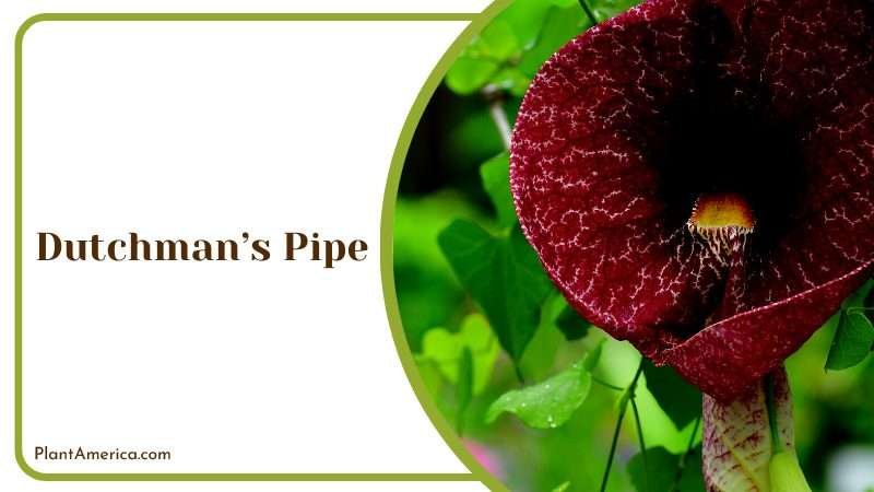 The Enigmatic Dutchmans Pipe Plant America