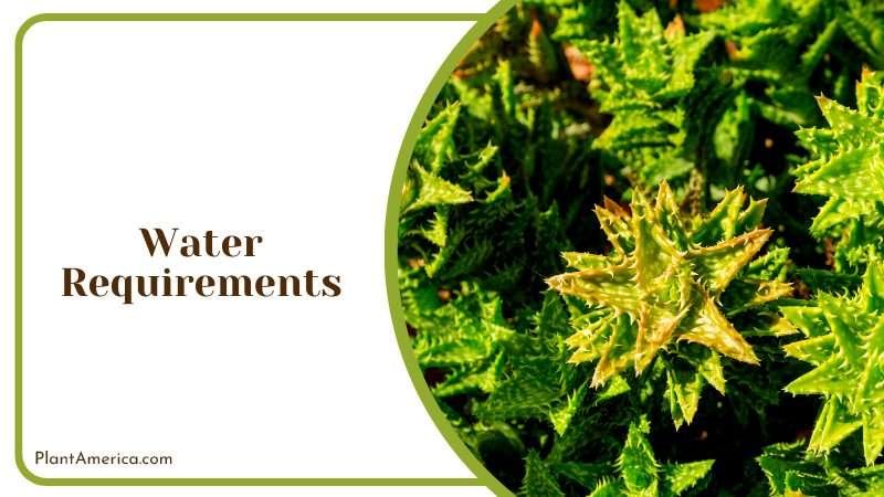 The Evergreen Aloe Juvenna Plant America