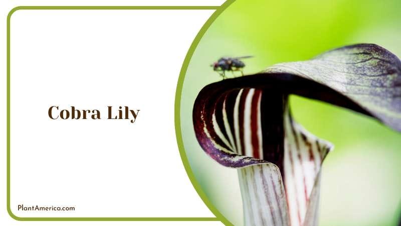 The Evil Looking Cobra Lily Plant America The Evil Looking Cobra Lily Plant America