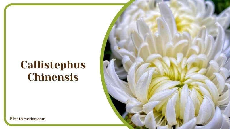 The Exotic Callistephus Chinensis Plant America