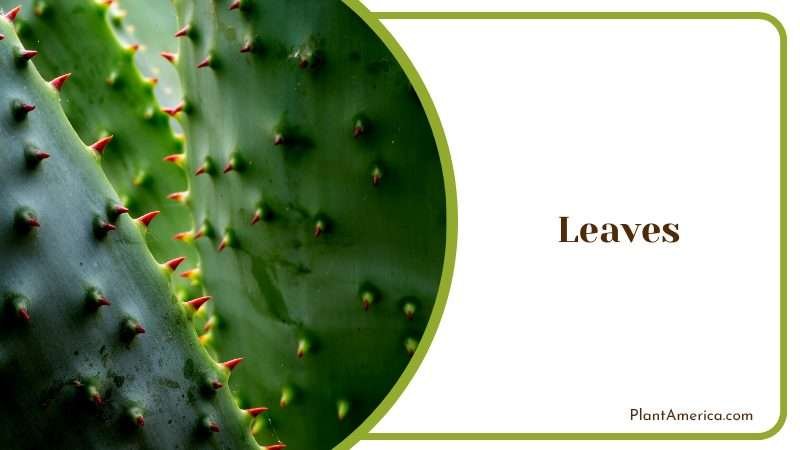 The Exotic Marlothii Aloe Plant America