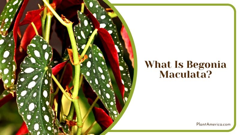 The Eye Catching Begonia Maculata ~ PlantAmerica